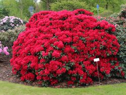 Rhododendron repens `Buketta`, 25-30 cm, Containerware