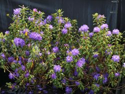 Rhododendron russatum `Blaufeder` �, 40-50 cm, Containerpflanzen