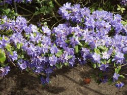Rhododendron `Saphirblau`, Rhododendron augustinii `Saphirblau` Rhododendron `Saphirblau`, Rhododendron augustinii `Saphirblau`