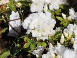 Japanische Azalee `Panda`, Rhododendron obtusum `Panda`