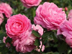 Beetrose 'Rosenfee' � - Rosa 'Rosenfee' �
