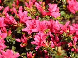Japanische Azalee `Lemur`, 25-30 cm, Rhododendron obtusum, Containerware