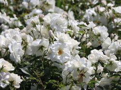 Strauchrose 'Schneewittchen' � - Rosa 'Schneewittchen' �