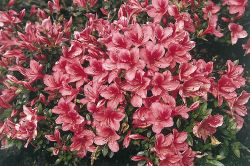 Japanische Azalee `Marilee`, Rhododendron obtusum `Marilee`