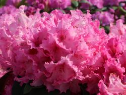Rhododendron `Walk�re` �, 40-50 cm, Containerpflanzen
