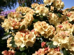 Rhododendron `Goldprinz`  / `Goldschatz` (S), 25-30 cm, Containerware