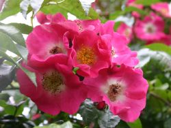 Ramblerrose `American Pillar`, Rosa `American Pillar`