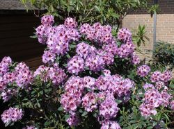 Rhododendron Hybride `Alexis`, 40-50 cm, Containerware