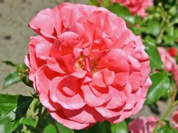 Kletterrose `Rosarium Uetersen` �, Stamm 80 cm, Containerware