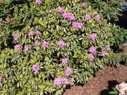 Rhododendron `Blattgold`, Rhododendron Hybride `Blattgold` Rhododendron `Blattgold`, Rhododendron Hybride `Blattgold`
