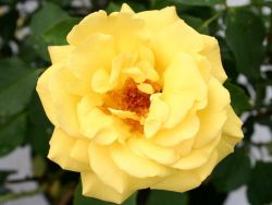 Kletterrose 'Goldstern' � - Rosa 'Goldstern' �