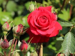 Rose Gru&szlig; an Heidelberg Foto Horstmann hier bestellbar