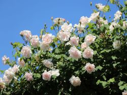 Kletterrose `New Dawn`, Rosa `New Dawn`, Containerware