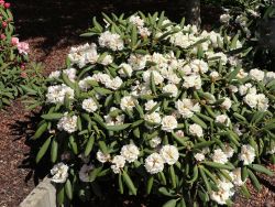 Rhododendron rex `Rexima`, 25-30 cm, Containerware