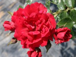 Kletterrose 'Sympathie' - Rosa 'Sympathie'