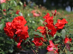 Strauchrose `Bischofsstadt Paderborn` �, Rosa `Bischofsstadt Paderborn` �