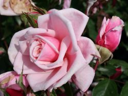 Strauchrose `Blossomtime`, Rosa `Blossomtime`, Containerware