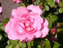 Strauchrose `Centenaire de Lourdes`, Rosa `Centenaire de Lourdes`, Containerware