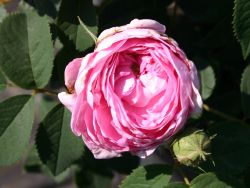 Historische Rose `Conrad Ferdinand Meyer`, Rosa rugosa `Conrad Ferdinand Meyer`