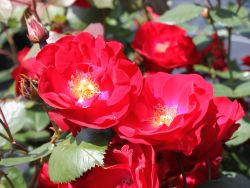 Strauchrose 'Dirigent' � - Rosa 'Dirigent' �
