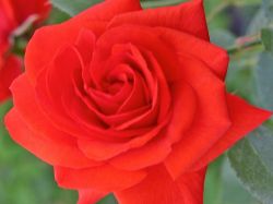 Strauchrose `Kordes Brillant` ®, Rosa `Kordes Brillant` ®, Containerware Strauchrose `Kordes Brillant` ®, Rosa `Kordes Brillant` ®, Containerware