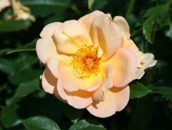 Parkrose 'Maigold' - Rosa 'Maigold'