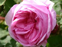 Moosrose Rosa muscosa hier bestellbar Foto Horstmann