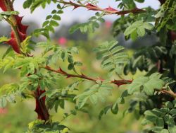 Strauchrose `Omeiensis Pteracantha`, Rosa `Omeiensis Pteracantha`, Containerware