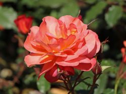 Strauchrose Westerland