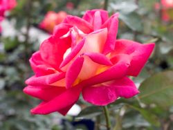 Rose Rebecca hier erh&auml;ltlich Foto Horstmann