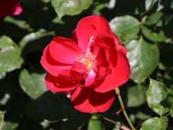 Rose Tornado Foto Horstmann