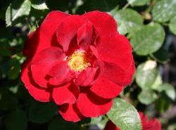 Zwergrose `Zwergk�nig 78` �, Rosa `Zwergk�nig 78` �, Containerrosen