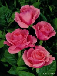 Edelrose `Piroschka` ®, Rosa `Piroschka` Edelrose `Piroschka` ®, Rosa `Piroschka`