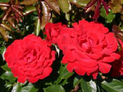 Edelrose 'Rebell' � - Rosa 'Rebell' �