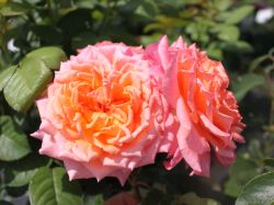 Edelrose 'Albrecht D�rer Rose' � - Rosa 'Albrecht D�rer Rose' �