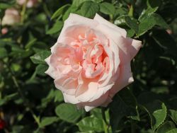 Edelrose `Aphrodite` ®, Rosa `Aphrodite` ®