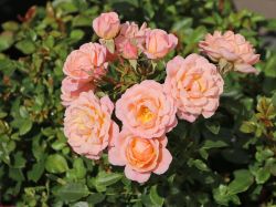 Zwergrose 'Peach Clementine' � - Rosa 'Peach Clementine' �