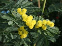 Mimose 'Gaulois Astier' - Acacia dealbata 'Gaulois Astier'