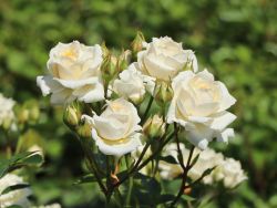 Zwergrose 'Honeymilk' � - Rosa 'Honeymilk' �