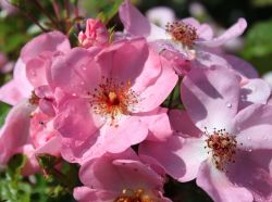 Bodendeckerrose 'Sweet Haze' � - Rosa 'Sweet Haze' �