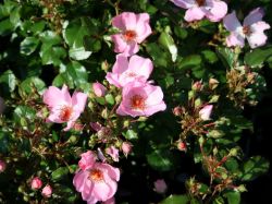 Bodendeckerrose `Sweet Haze`  � ADR-Rose, Rosa `Sweet Haze` �, Containerware