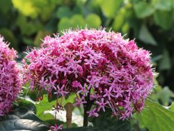 China Losbaum - Clerodendrum bungei