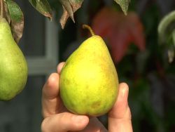 Herbstbirne 'K�stliche von Charneux' - Pyrus 'K�stliche von Charneux'