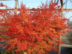 Baumschule Horstmann: Fächer-Ahorn Beni Kawa, 60-80 cm, Acer palmatum Beni kawa, Containerware