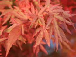 Baumschule Horstmann: Fächer-Ahorn Tennyo no hoshi, 60-80 cm, Acer palmatum Tennyo no hoshi