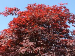 Baumschule Horstmann: Fächer-Ahorn Roter Stern, 30-40 cm, Acer palmatum Roter Stern, Containerware