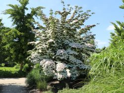 Chinesischer Blumen-Hartriegel - Cornus kousa chinensis 'Wieting's Select'