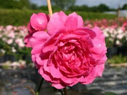 Englische Rose `Wise Portia`, Rosa `Wise Portia`, Containerware