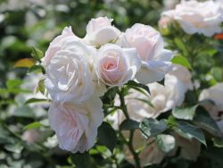 Beetrose 'Aspirin-Rose' ® ADR-Rose - Rosa 'Aspirin-Rose' ® ADR-Rose