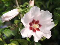 Garteneibisch 'Mathilda' - Hibiscus syriacus 'Mathilda'